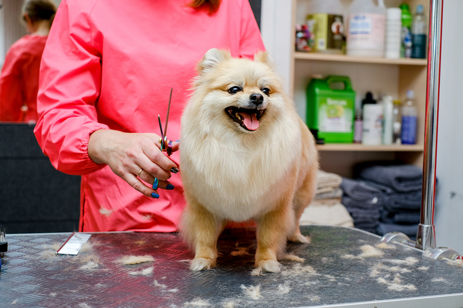 Professional Dog Grooming Top Dog K9 Grooming Owatonna MN Professional Dog Grooming Top Dog K9 Grooming Owatonna MN
